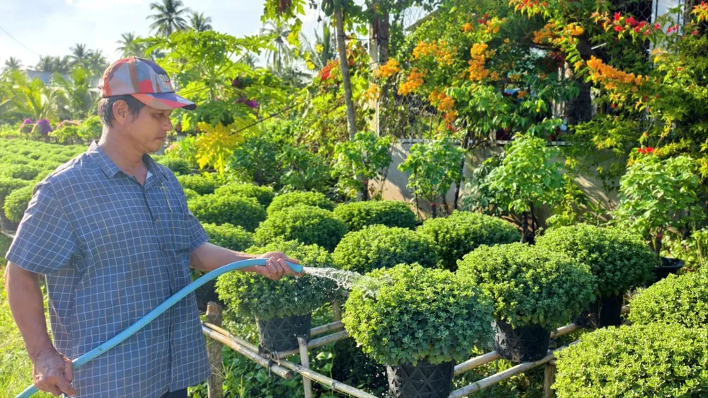 Nông dân xã Phước Mỹ Trung đang chăm từng chậu hoa cúc mâm xôi để chuẩn bị đón Tết nguyên đán. Ảnh: TÍN HUY