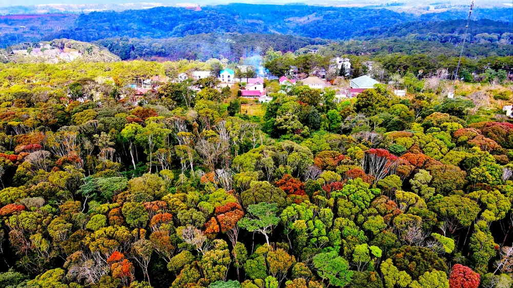 Hoa rừng nở rực chào Xuân