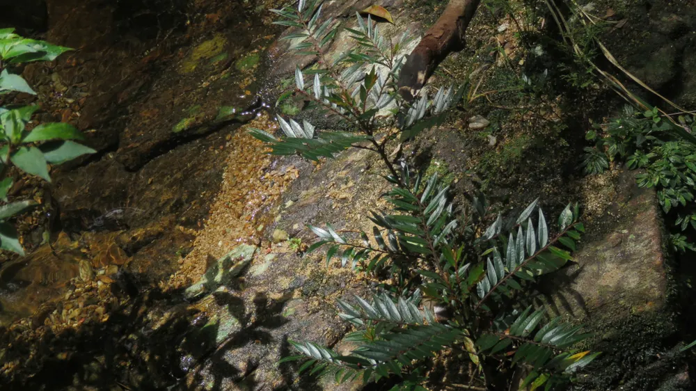 Nymphanthus vietnamensis phân bố chủ yếu ở Quảng Trị và TP Huế
