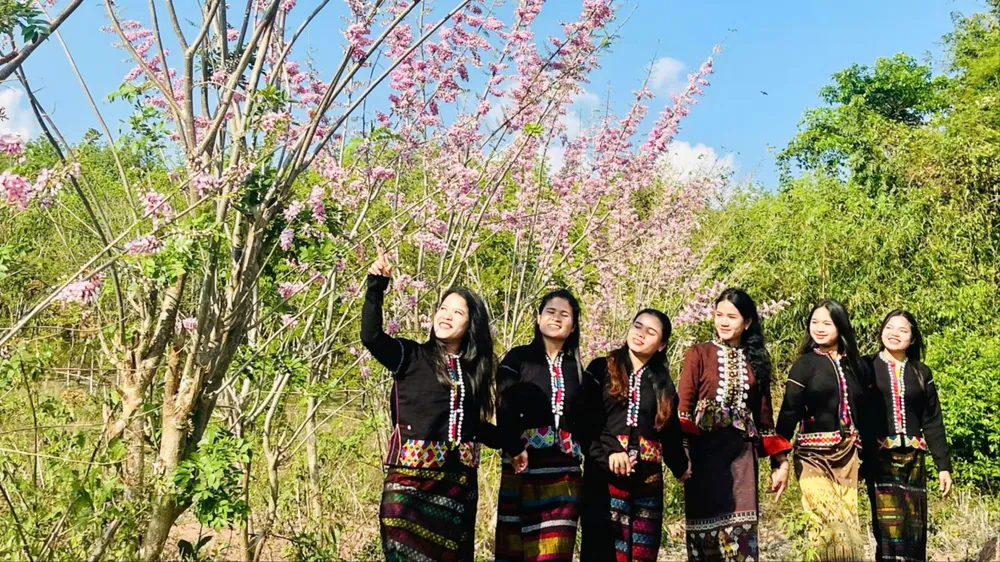 "Mê hoặc" với loài hoa điệp anh đào giữa đại ngàn Trường Sơn