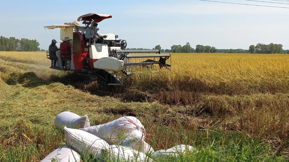 Nông dân vùi rơm rạ sau thu hoạch phục hồi môi trường đất