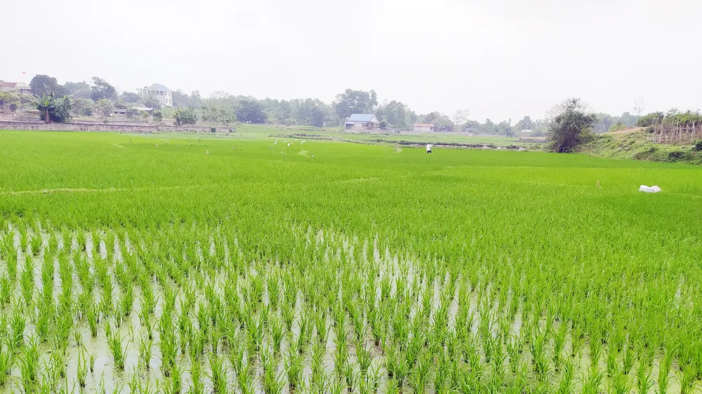 Mạ xuân mang theo ước mong mùa màng bội thu