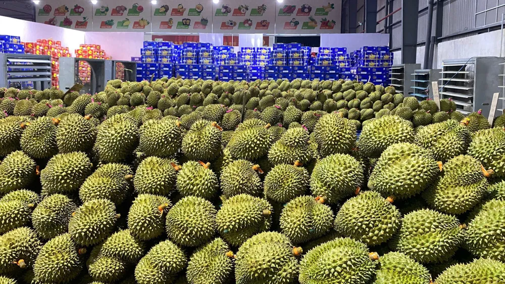 Ấn Độ mở cửa thị trường cho sầu riêng tươi Việt Nam
