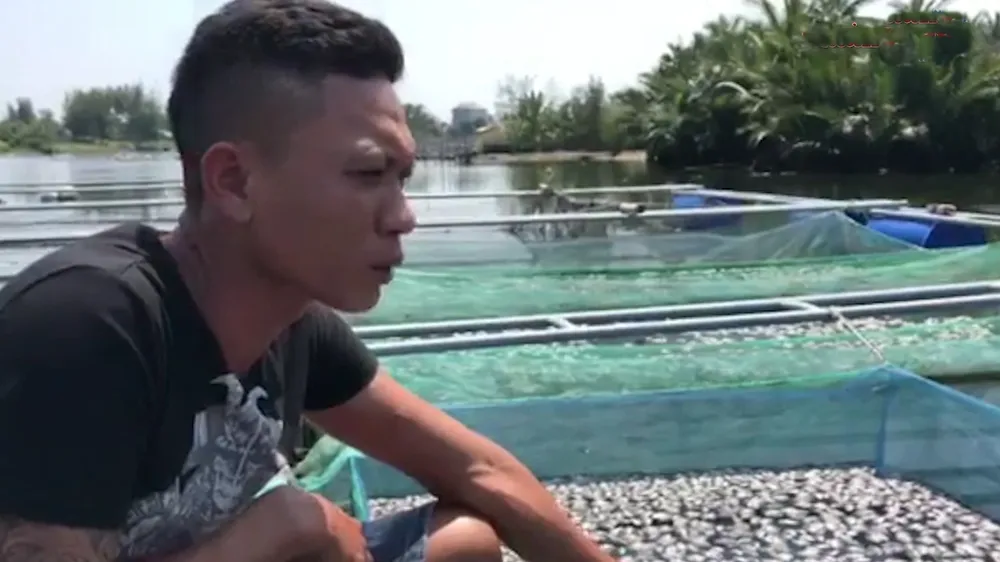 Nhiều bè cá lồng chết không rõ nguyên nhân tại Quảng Nam