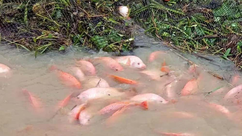 Mưa lớn kéo dài, người dân điêu đứng
