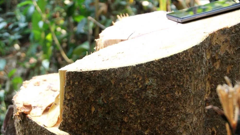 Hơn 20 cây gỗ lớn bị đốn hạ tại rừng phòng hộ Sông Tranh