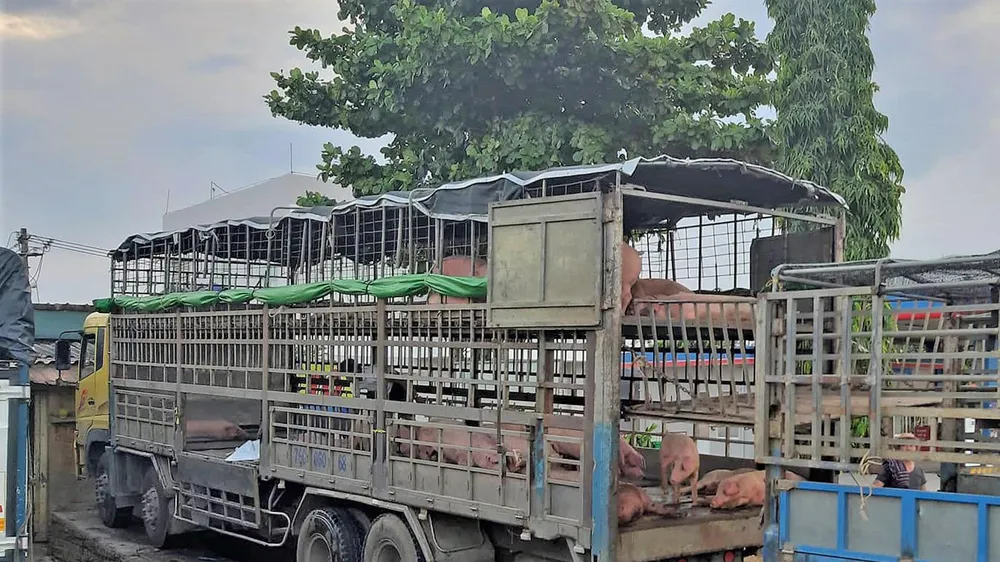 Chiếc xe chở heo bị nhiễm bệnh dịch tả heo Châu Phi