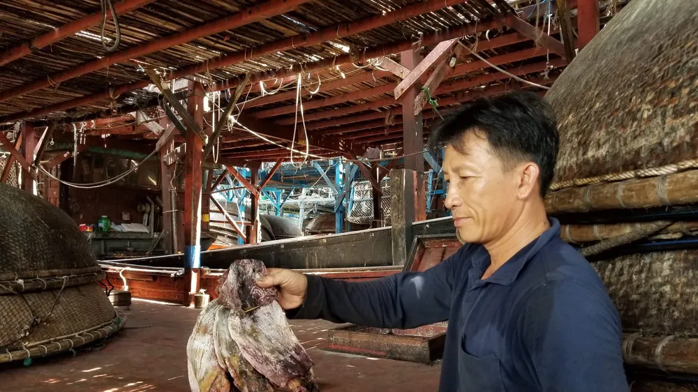 Gần 1.000 tấn mực bị “ế” do thương lái Trung Quốc thay đổi cách thu mua
