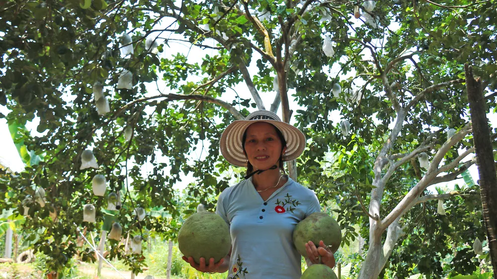 Nông dân Quảng Nam thoát nghèo nhờ bưởi da xanh