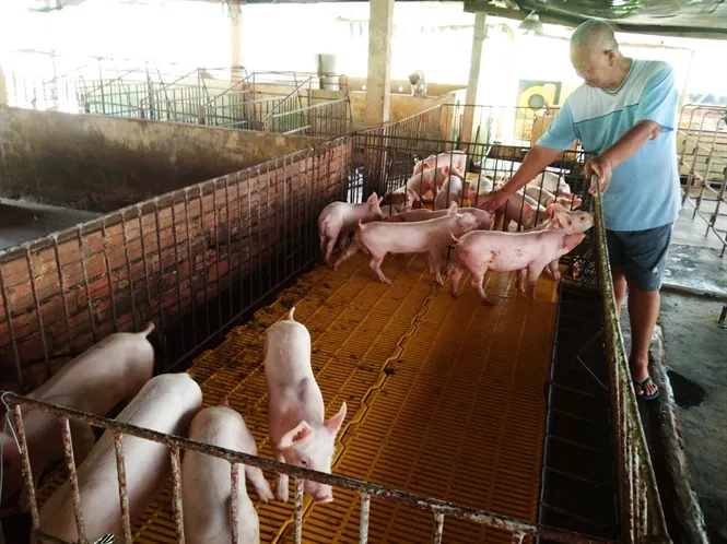 Long An hỗ trợ tới 300 triệu đồng di dời cơ sở chăn nuôi ra khỏi nội thành