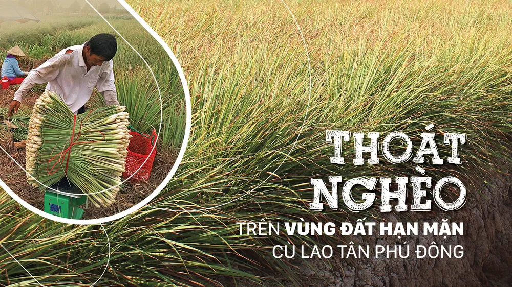 Thoát nghèo trên vùng đất hạn mặn cù lao Tân Phú Đông
