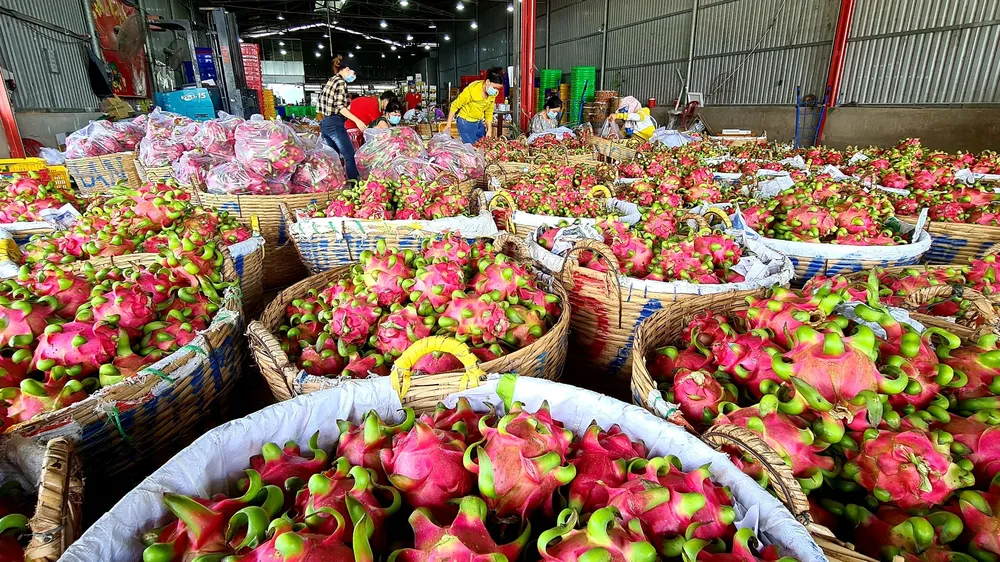 Tháo gỡ khó khăn để thanh long ruột đỏ LD1 “xuất ngoại”