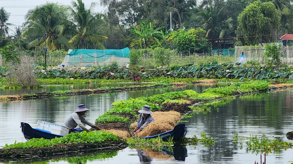 Trồng rau trên mặt nước
