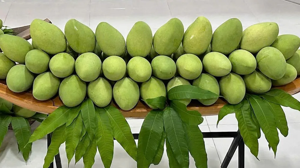 Công nhận khu vườn đầu dòng xoài cát Hòa Lộc tại Tiền Giang