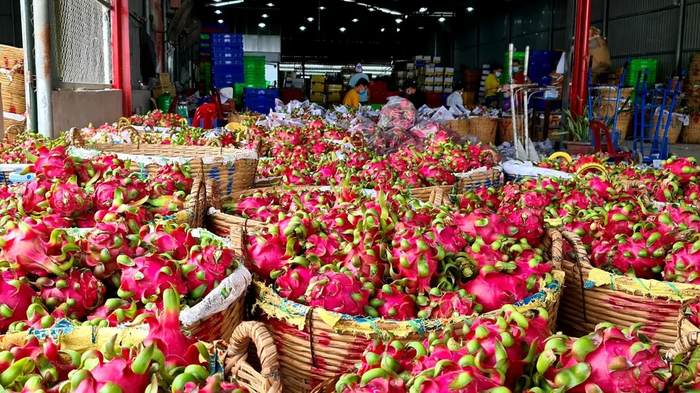 Nông dân Long An trồng thanh long trong nhà lưới để tiết giảm chi phí sản xuất