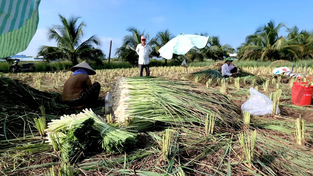 "Cây thoát nghèo" ở cù lao Tân Phú Đông