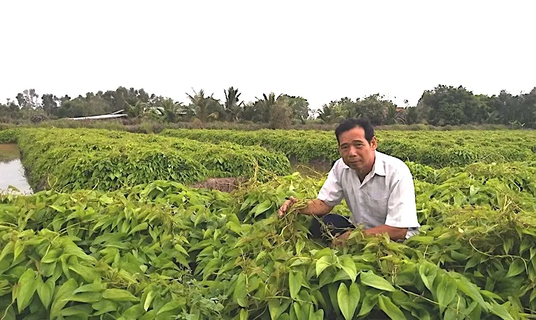 Nông dân vùng Đồng Tháp Mười trồng rau màu ứng phó biến đổi khí hậu