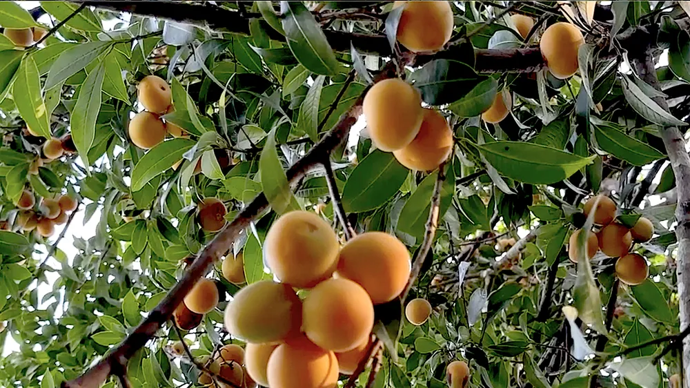 Nông dân trồng thanh trà trúng vụ tết
