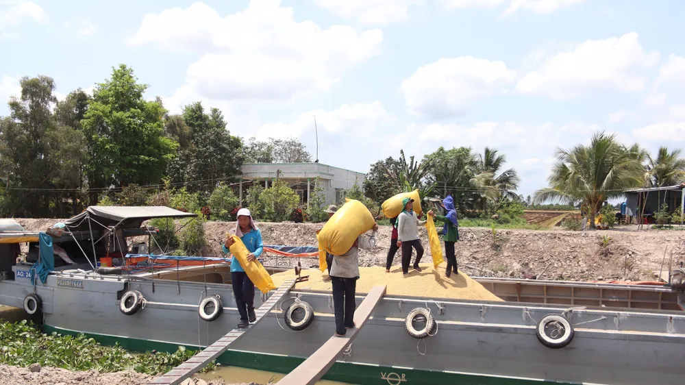 Hoàn tất kiểm tra 44 thương nhân kinh doanh xuất khẩu gạo tại ĐBSCL