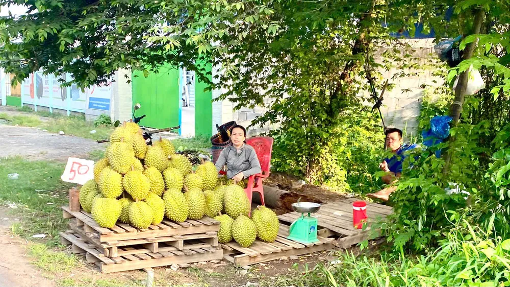 Khó xuất khẩu, nông dân ĐBSCL ồ ạt chở sầu riêng ra đường bán rẻ, cắt lỗ