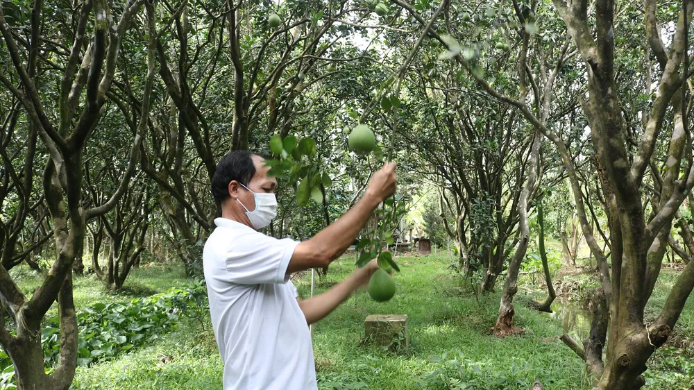 Đồng Tháp: Gần 14.200 ha cây ăn trái phục vụ thị trường Tết Bính Ngọ 2026