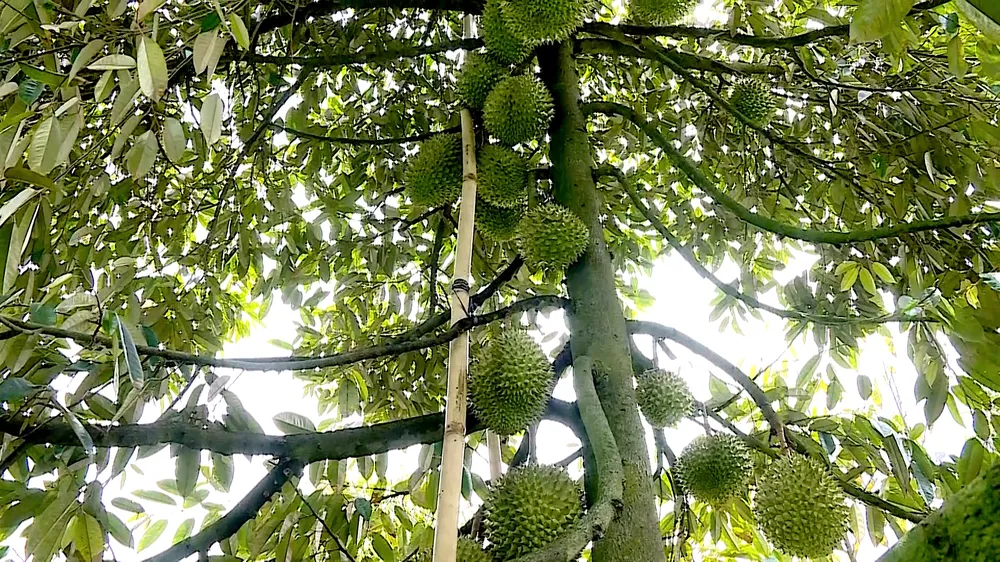 Tham gia hợp tác xã giúp nông dân trồng sầu riêng Đồng Tháp ổn định đầu ra