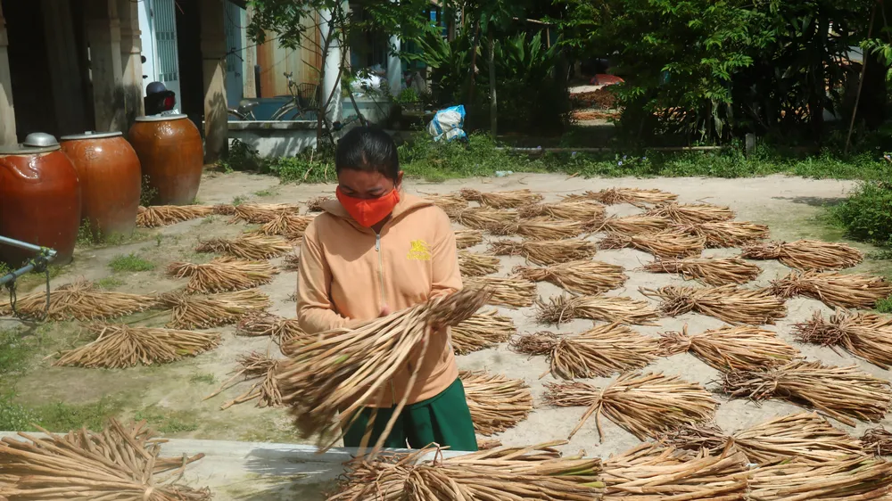 Vớt lục bình phơi khô, nông dân Đồng Tháp tăng thu nhập