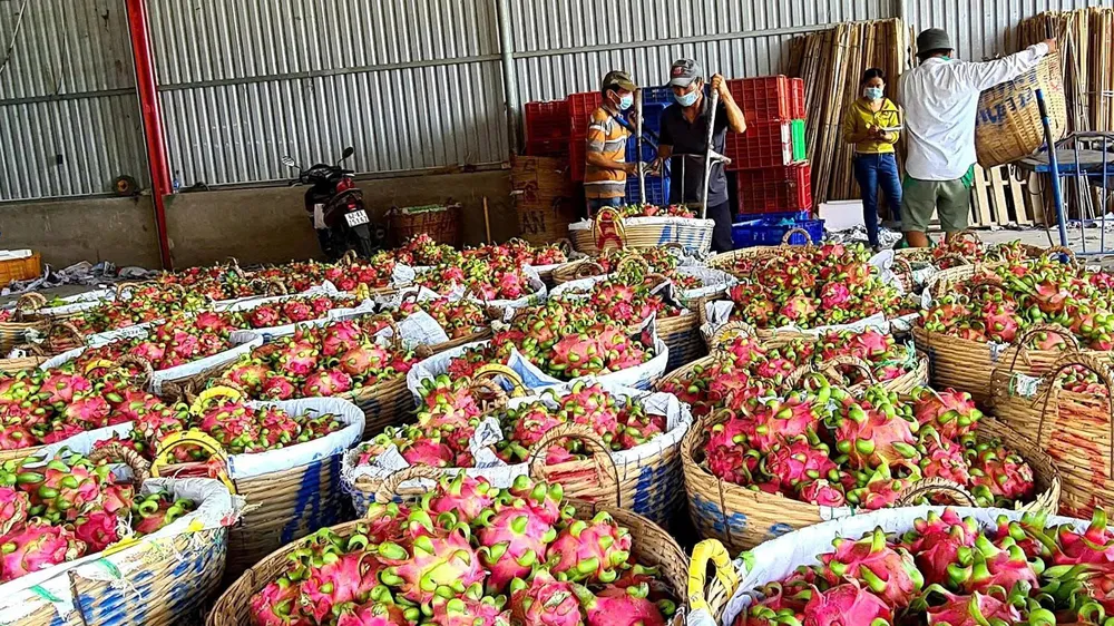 Thanh long ruột trắng rớt giá chỉ còn từ 4.000 - 5.000 đồng/kg