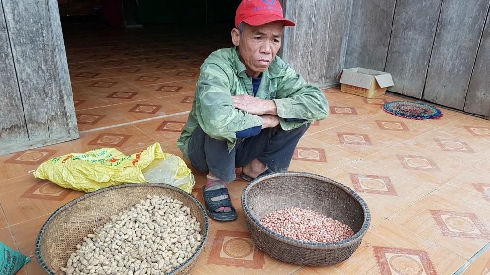 Vụ đậu phộng kém chất lượng: Kiểm định đánh giá không phải đậu phộng giống