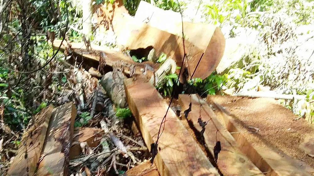 Quảng Bình: Nguyên đội trưởng kiểm lâm cơ động bị kỷ luật vì để lâm tặc lộng hành