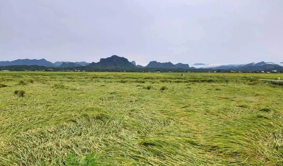 Cánh đồng lúa xã An Ninh, huyện Quảng Ninh, Quảng Bình ngã rạp