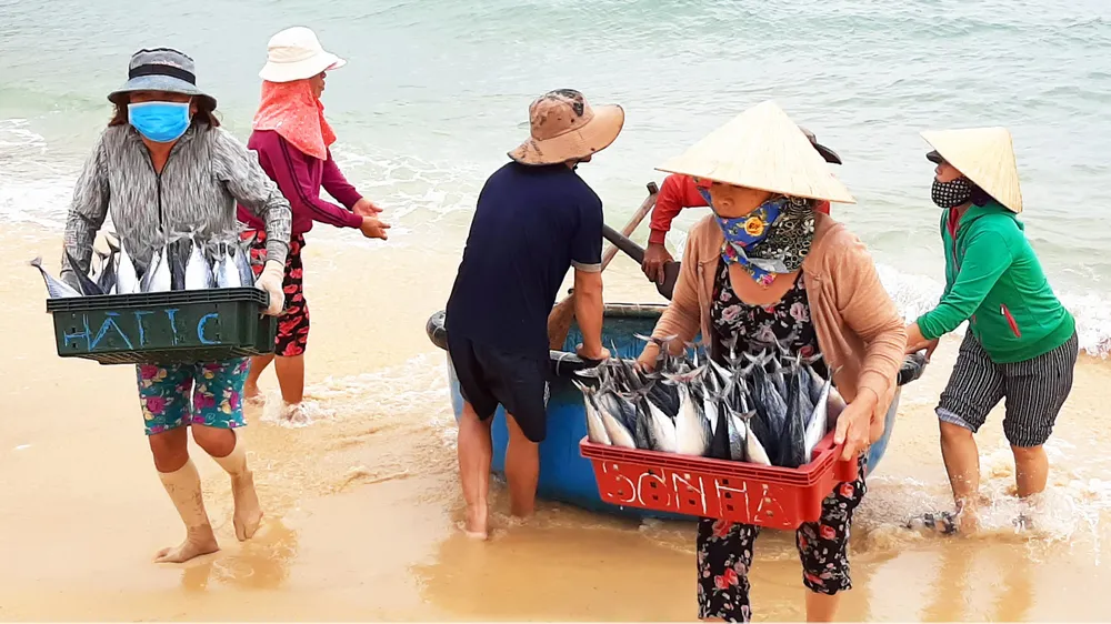 Biển gần bờ xuất hiện nhiều đàn cá, ngư dân Bình Định trúng lớn