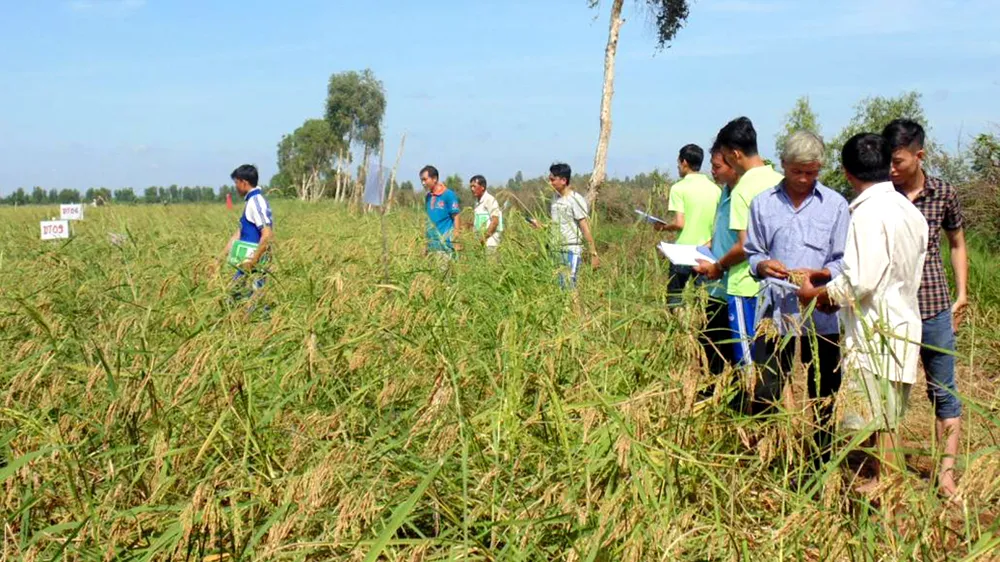 Cánh đồng lúa mùa nổi ở An Giang. Ảnh: NGUYỄN CHÍ THANH