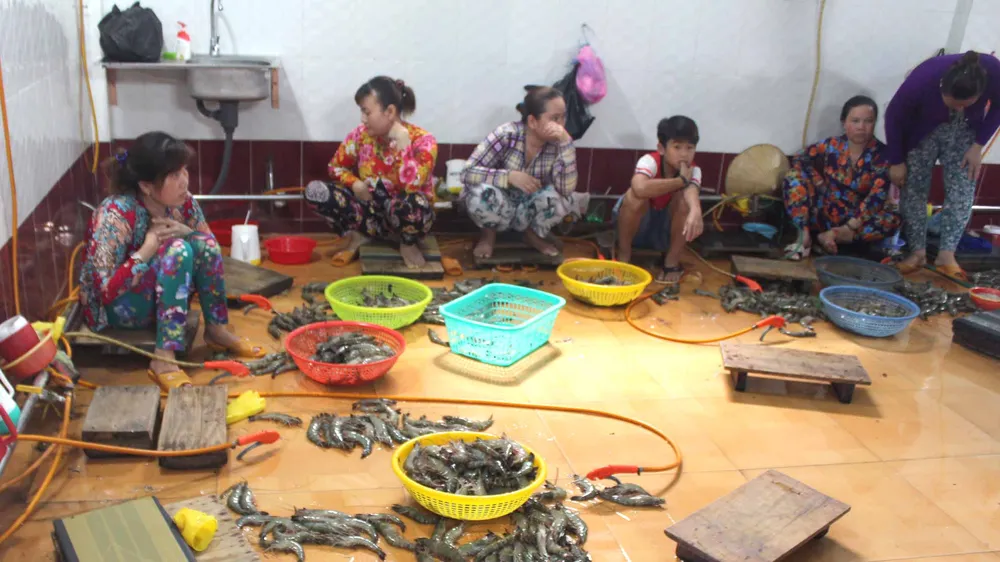 Kiểm soát, ngăn chặn hành vi bơm tạp chất vào tôm