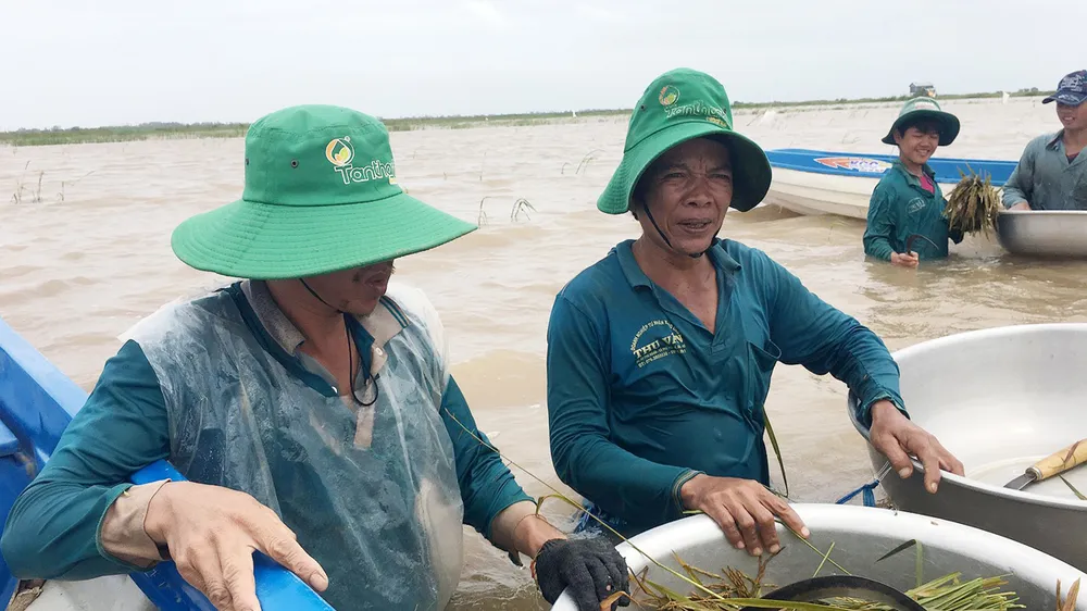 Nông dân An Phú dầm mình trong nước lũ ngoài đê bao vớt lúa. Ảnh: TUẤN QUANG