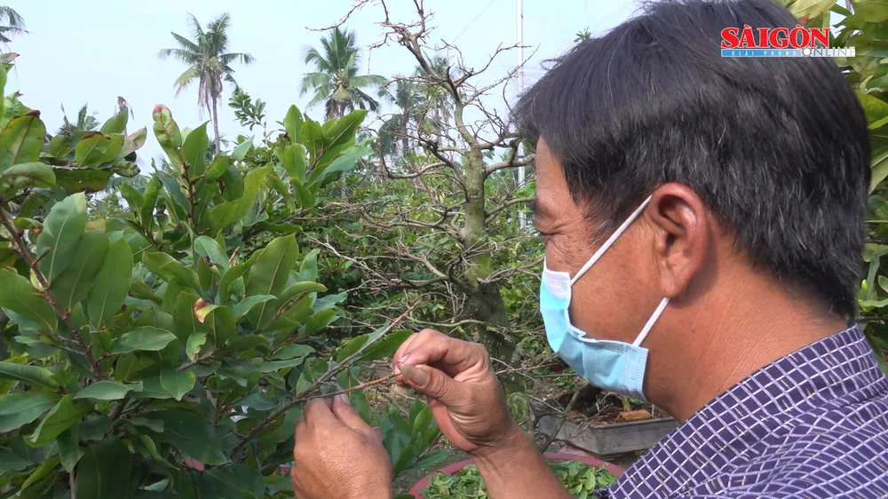 Nhà vườn vào vụ lặt lá mai tết, cung ứng sớm cho thị trường phía Bắc