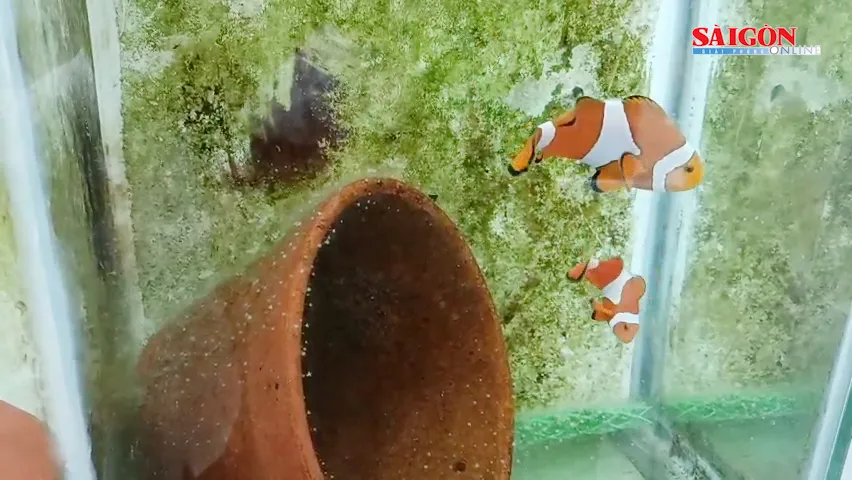 Lai tạo thành công 3 dòng cá khoang cổ nemo đột biến