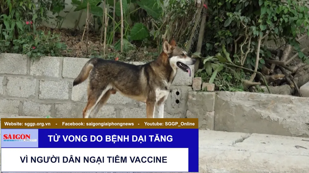 Tử vong do bệnh dại tăng vì người dân ngại tiêm vaccine