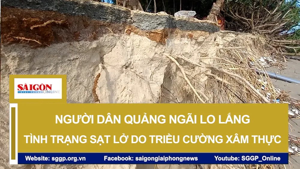 Người dân Quảng Ngãi lo lắng tình trạng sạt lở do triều cường xâm thực