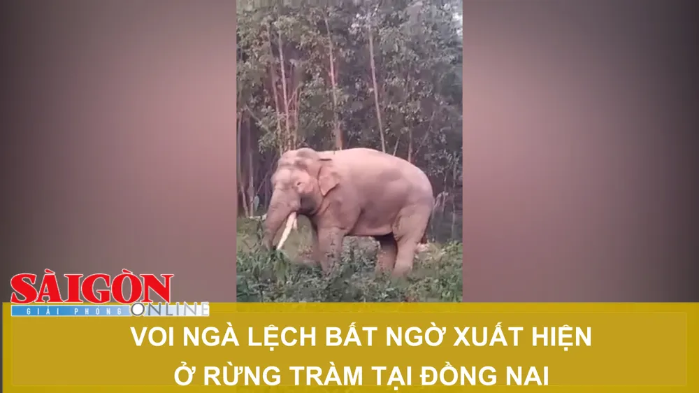 Voi ngà lệch bất ngờ xuất hiện ở rừng tràm tại Đồng Nai