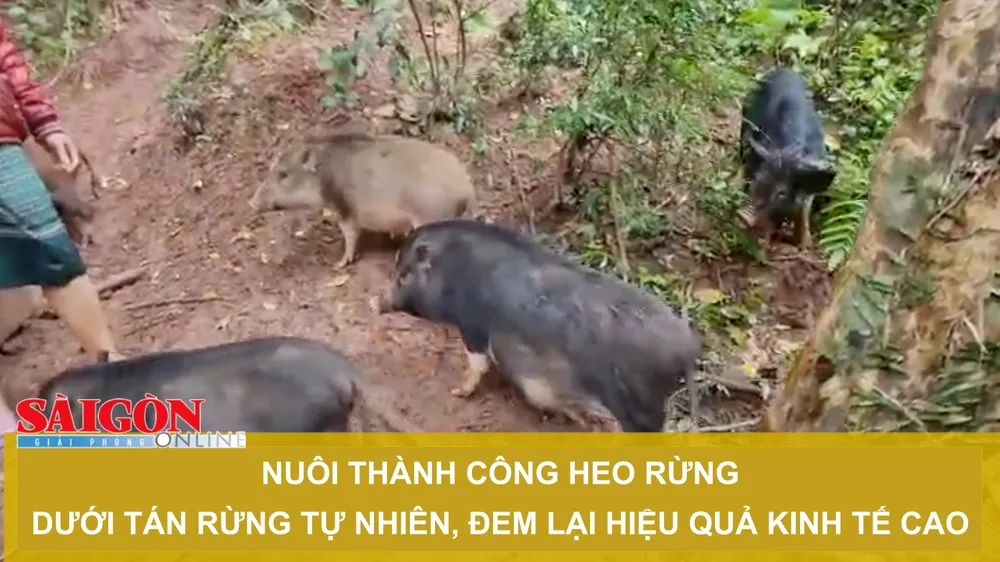 Nuôi thành công heo rừng dưới tán rừng tự nhiên, đem lại hiệu quả kinh tế cao