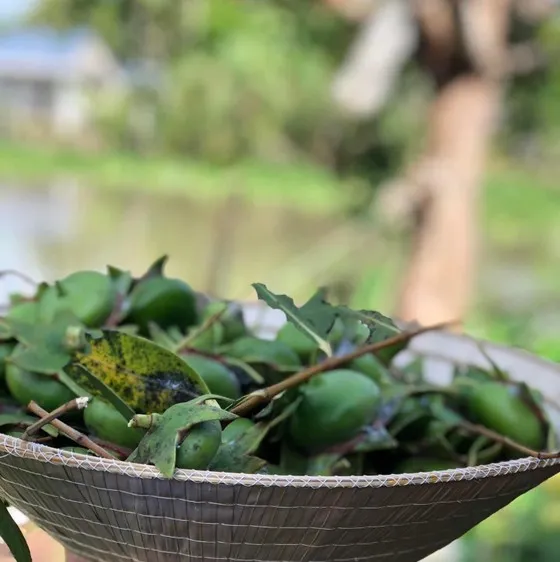 Chua chát vị bần
