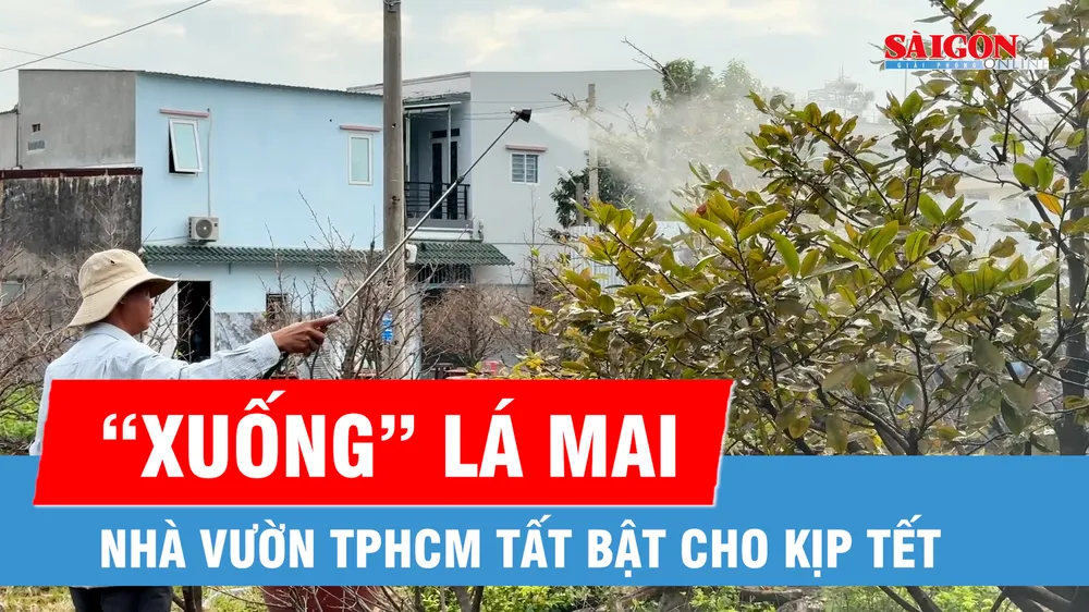 Nhà vườn TPHCM tất bật xuống lá mai cho kịp tết