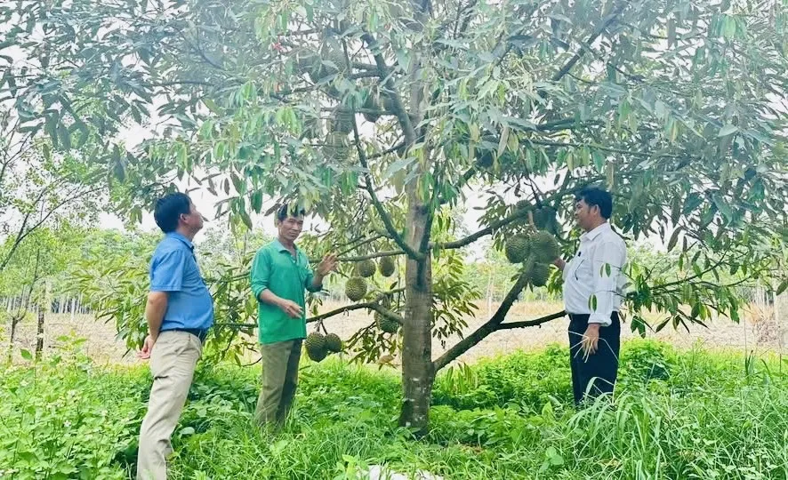 Xã Phước Thành tổ chức lại sản xuất gắn với mã số vùng trồng và nhu cầu thị trường