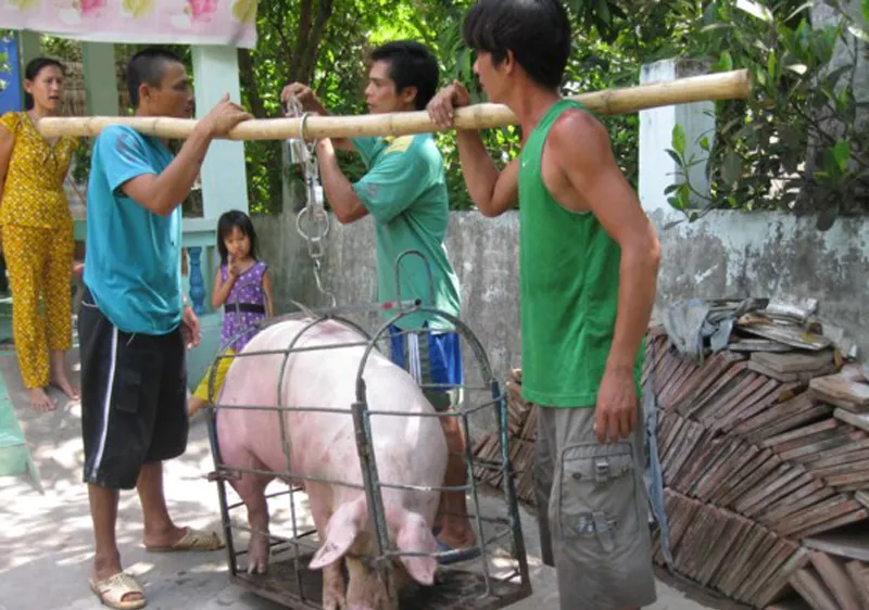 ĐBSCL: Heo tiêu thụ chậm, người nuôi lỗ 3.000- 6.000 đồng/kg