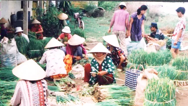 ĐBSCL: Hành lá mùa lũ “sốt” giá