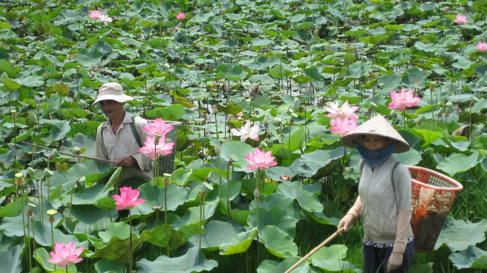Sen vốn là niềm tự hào của Đồng Tháp