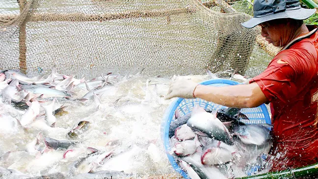 Giá cá tra ở ĐBSCL đang tăng kỷ lục
