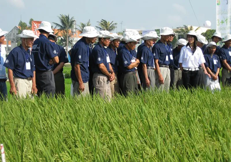 Gần 60.000 nông dân được tiếp cận qui trình canh tác lúa bền vững
