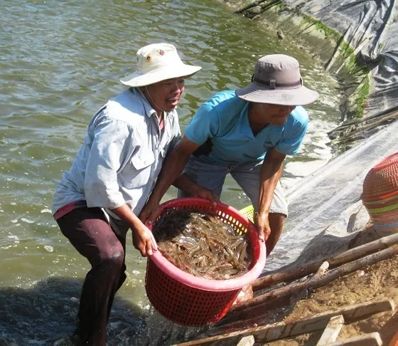 Bộ NN-PTNT khuyến cáo không bán tháo tôm thẻ ào ạt